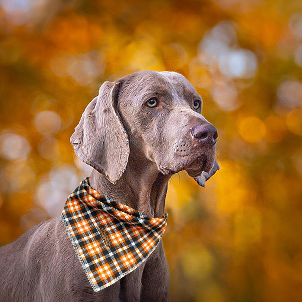 Elegant Little Tail adjustable-neck design fits small to large dogs.