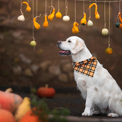 Elegant Little Tail dog bandana folded for storage demonstrates travel readiness.
