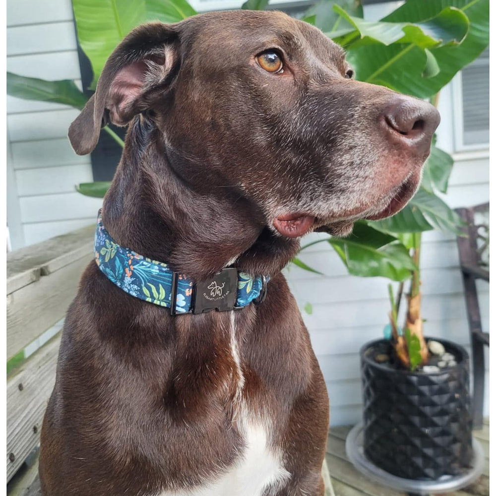 Elegant little tail floral dog collar with matching leash promotes coordinated styling.