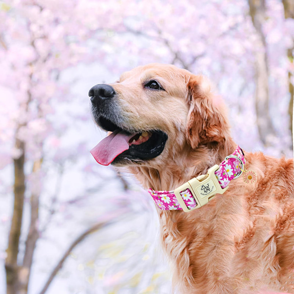 Elegant little tail pink floral dog collar on dog during a walk