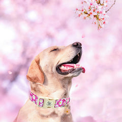 Elegant little tail pink floral dog collar stitching detail highlights strong double box stitch