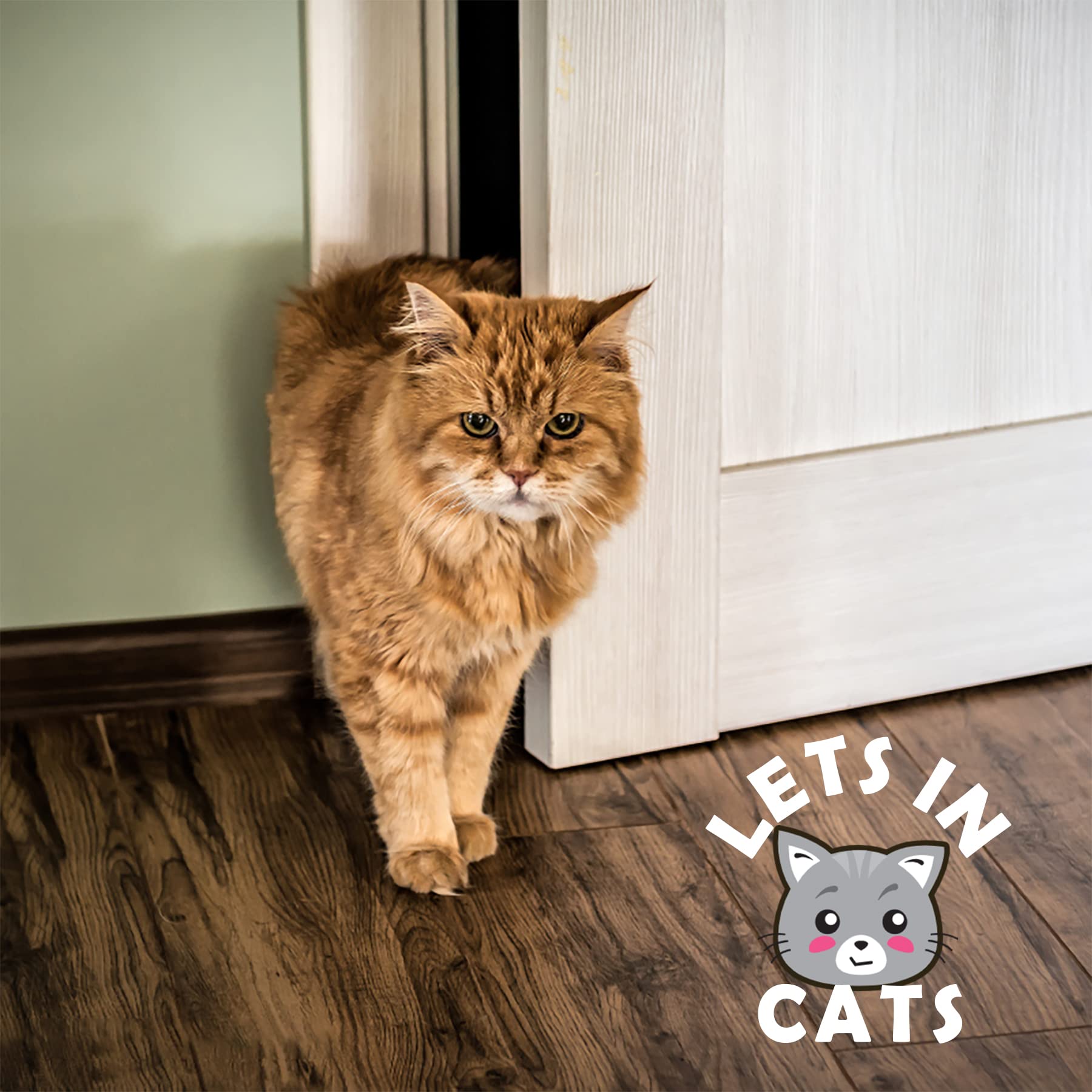 Elilier cat door latch holder keeps dogs out and cats in.