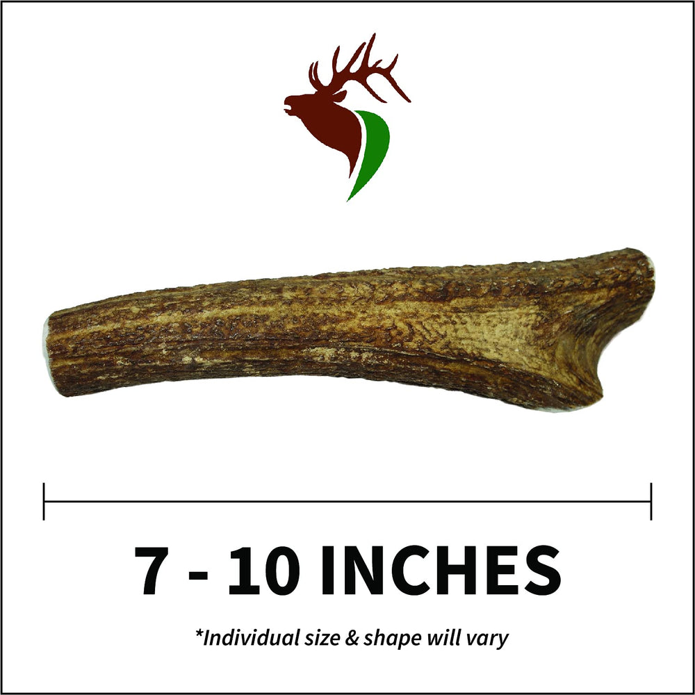 Elkhorn Premium Chews elk antler shows odor-free and mess-free chew capabilities.