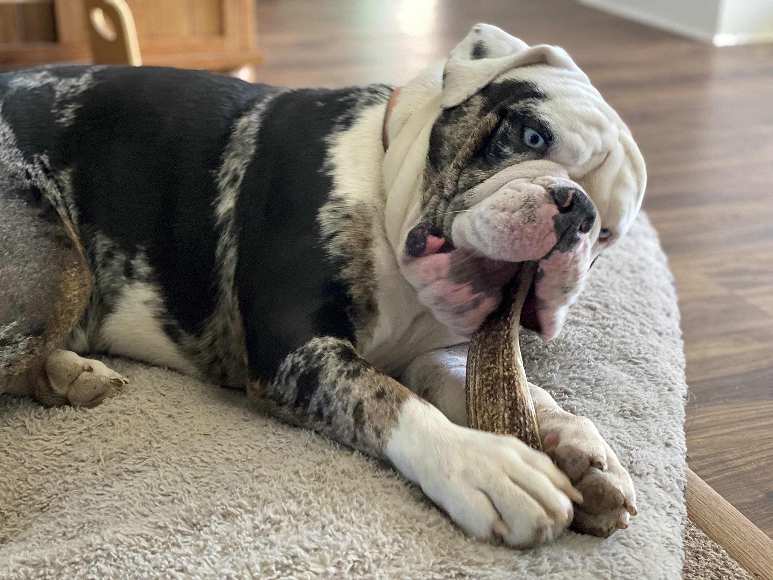 Elkhorn Premium Chews USA-sourced elk antler supports natural, durable dog chewing.