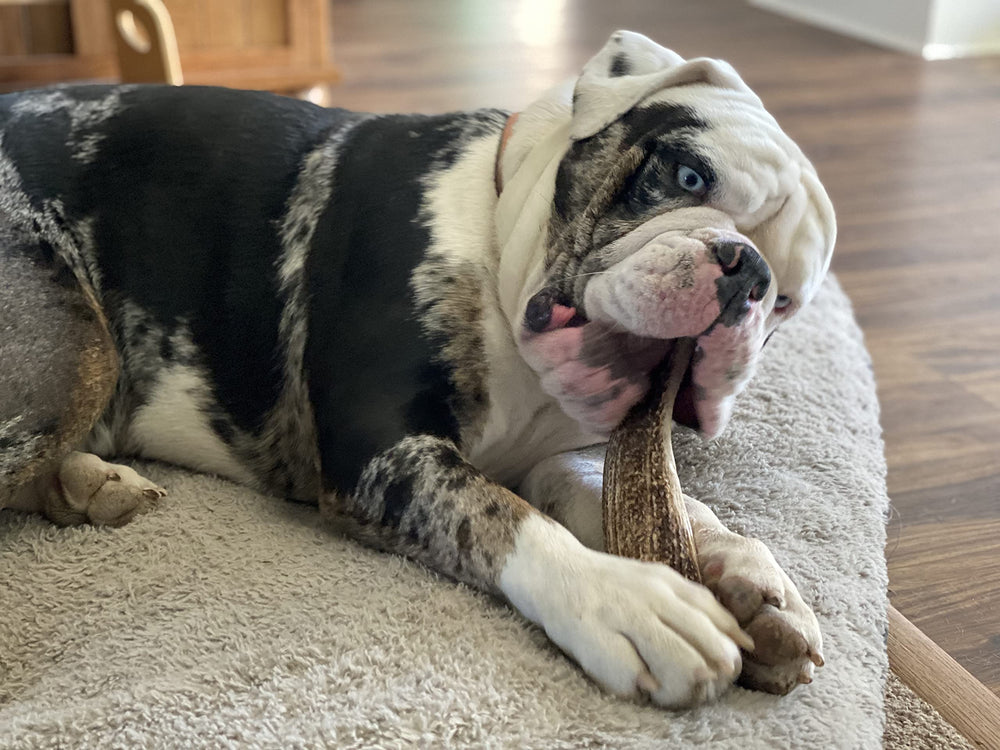 Elkhorn Premium Chews USA-sourced elk antler supports natural, durable dog chewing.