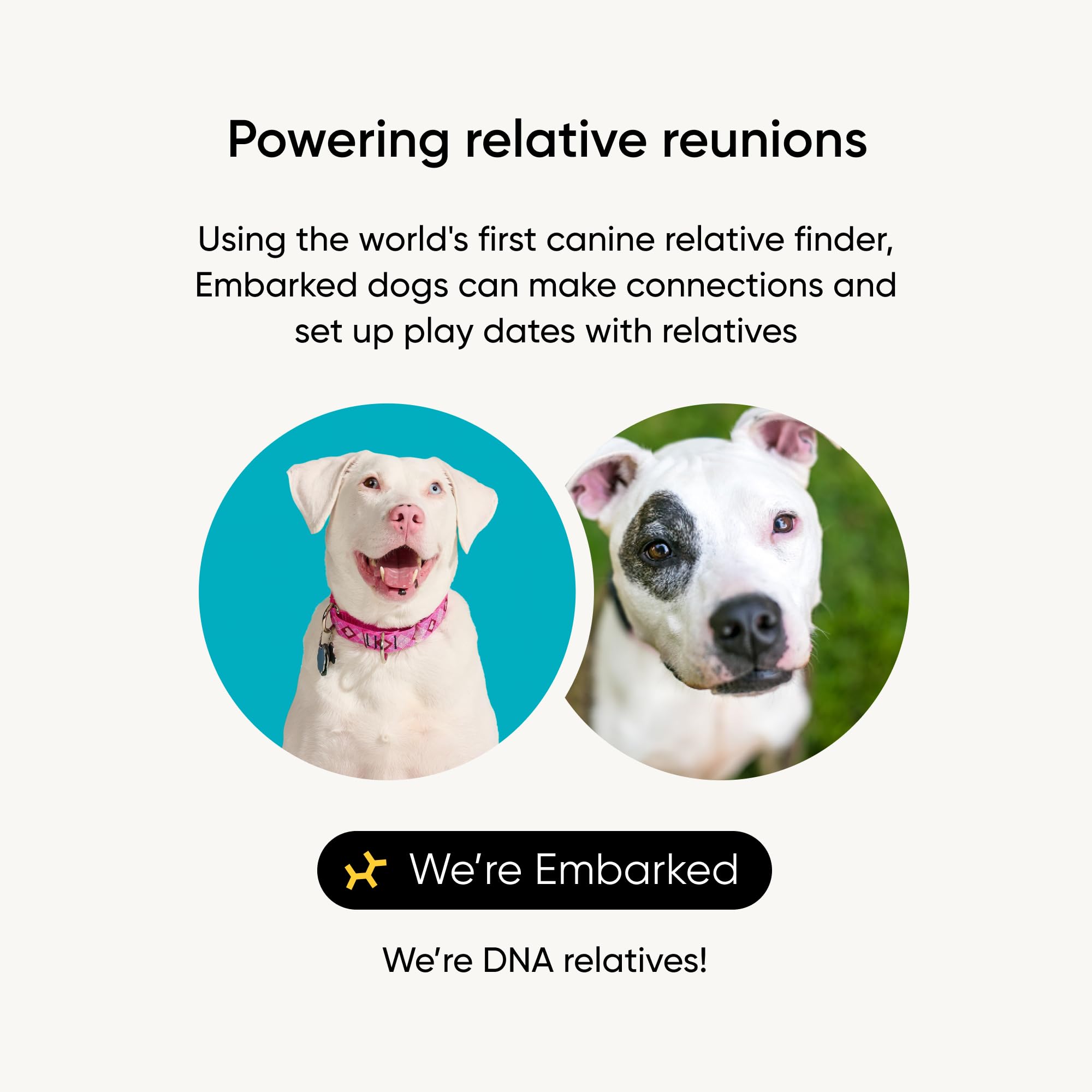 Embark breed-identification-kit-instructions shows clear steps to collect DNA.