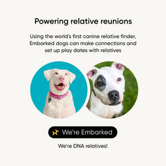 Embark breed-identification-kit-instructions shows clear steps to collect DNA.