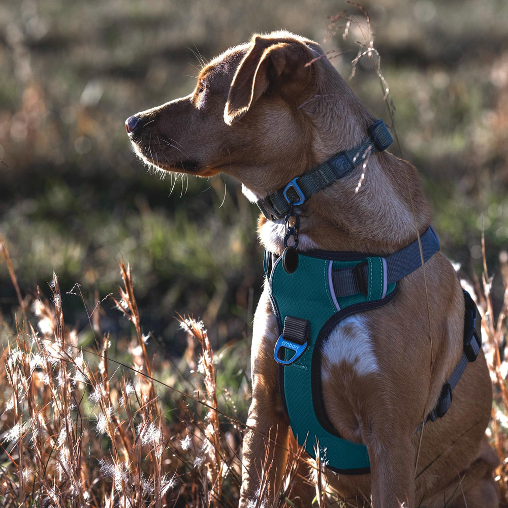 Gel lined handle on Embark Pets Adventure Harness for comfortable grip during handling