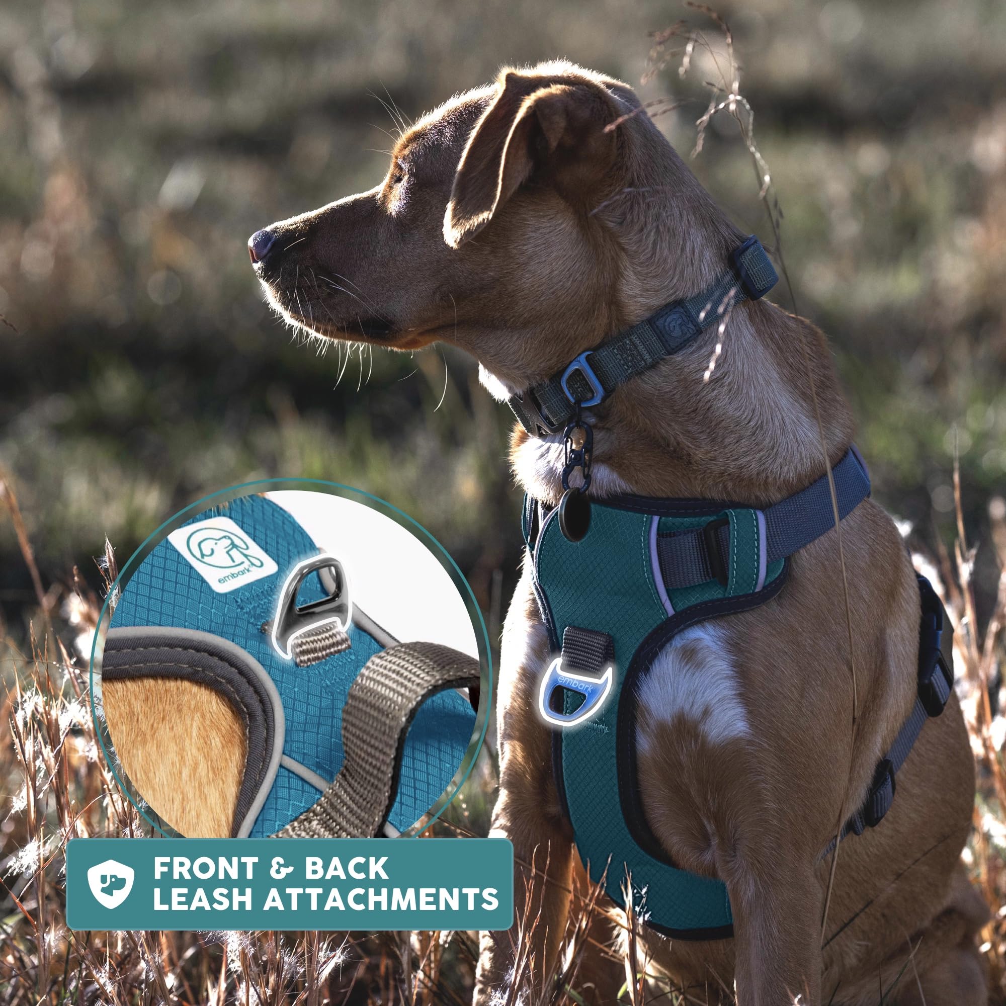 In-action view of Embark Pets Adventure Harness on a medium dog during a walk