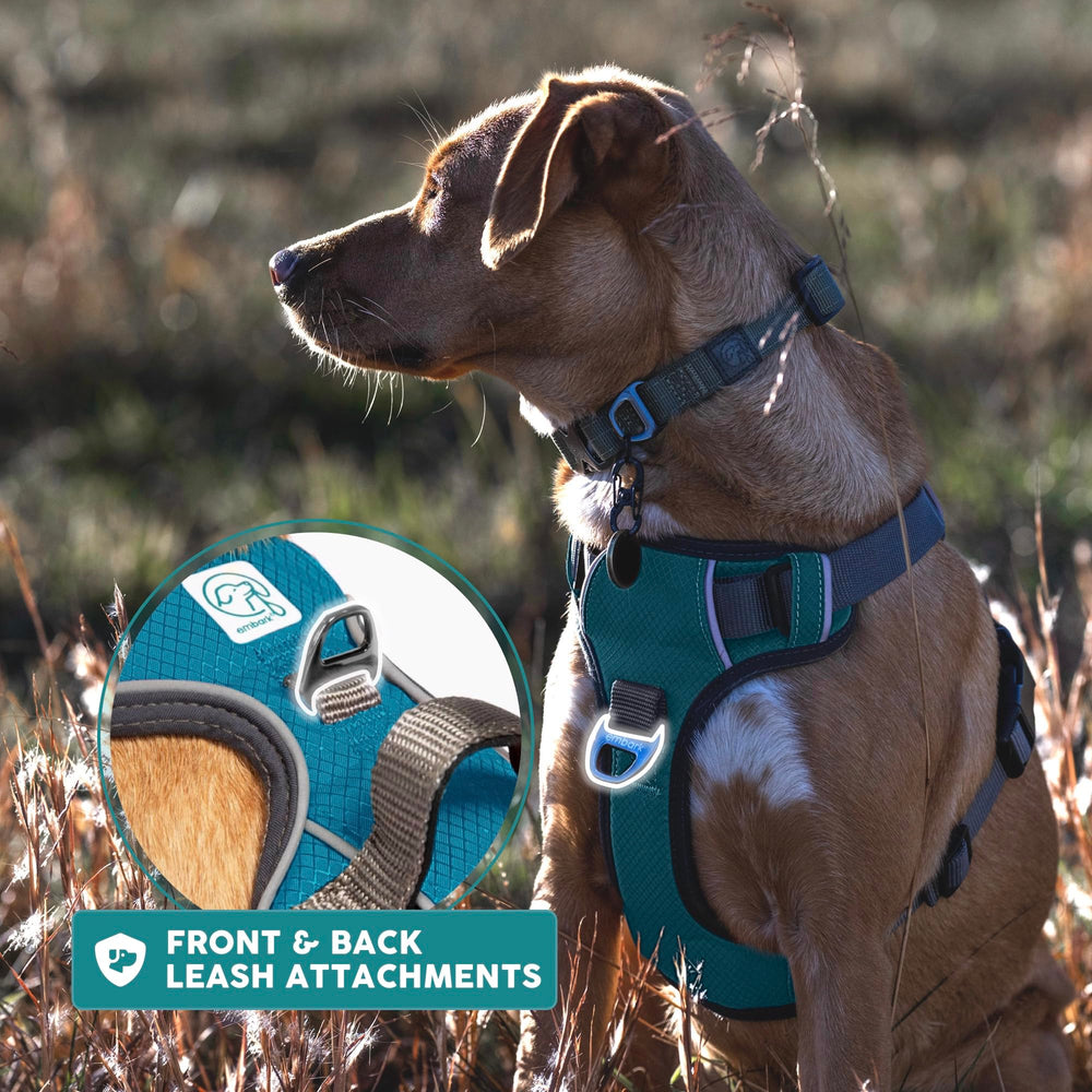 In-action view of Embark Pets Adventure Harness on a medium dog during a walk