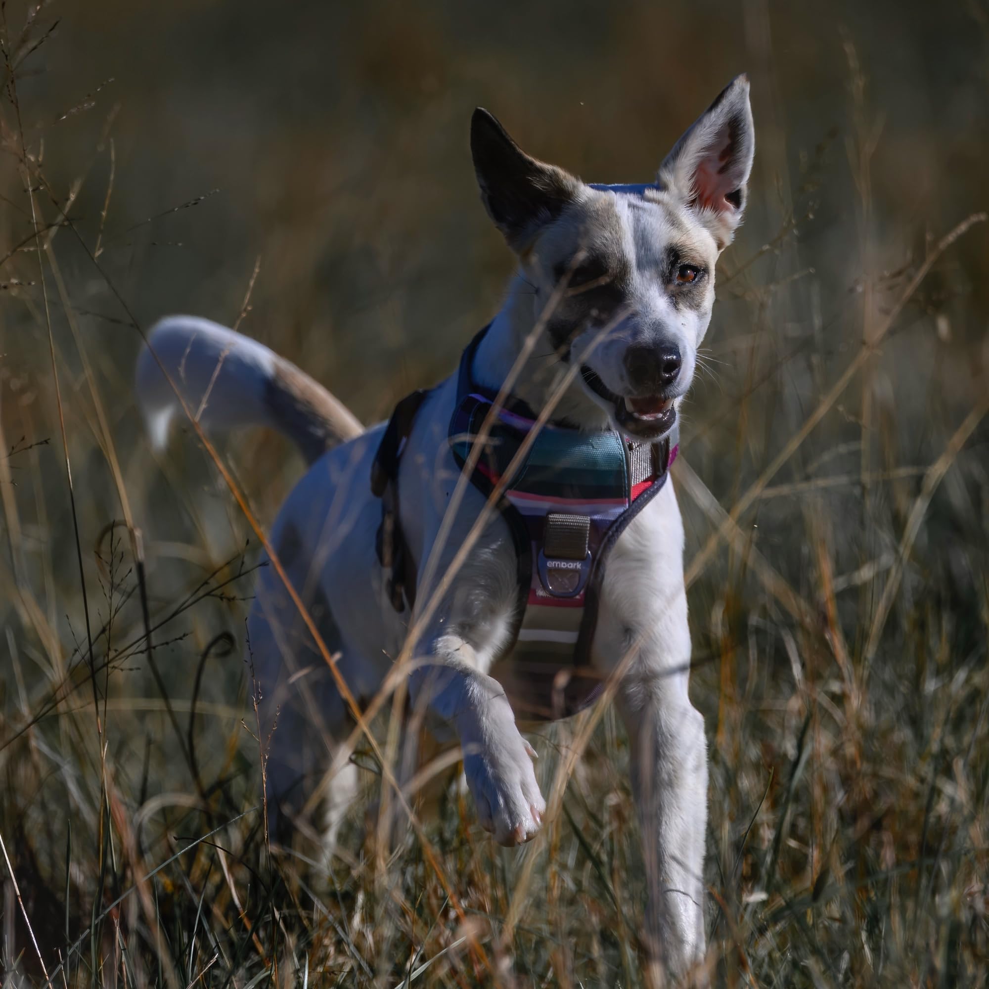 Embark Pets Adventure Harness chest-and-neck sizing guide helps correct fit
