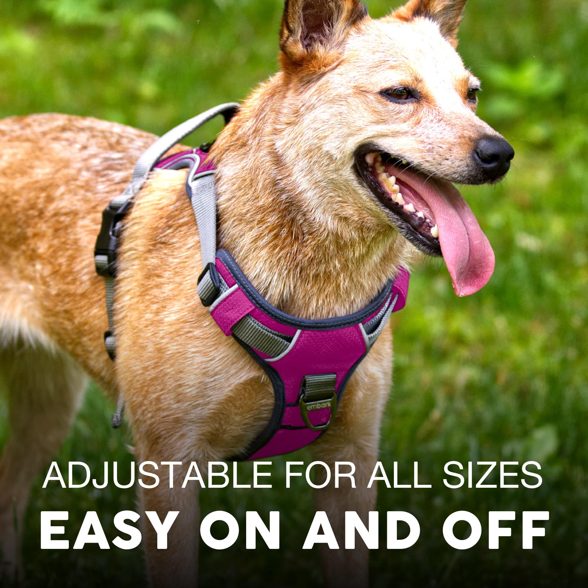 Embark Pets Adventure Harness in daylight shows reflective trim for safety.