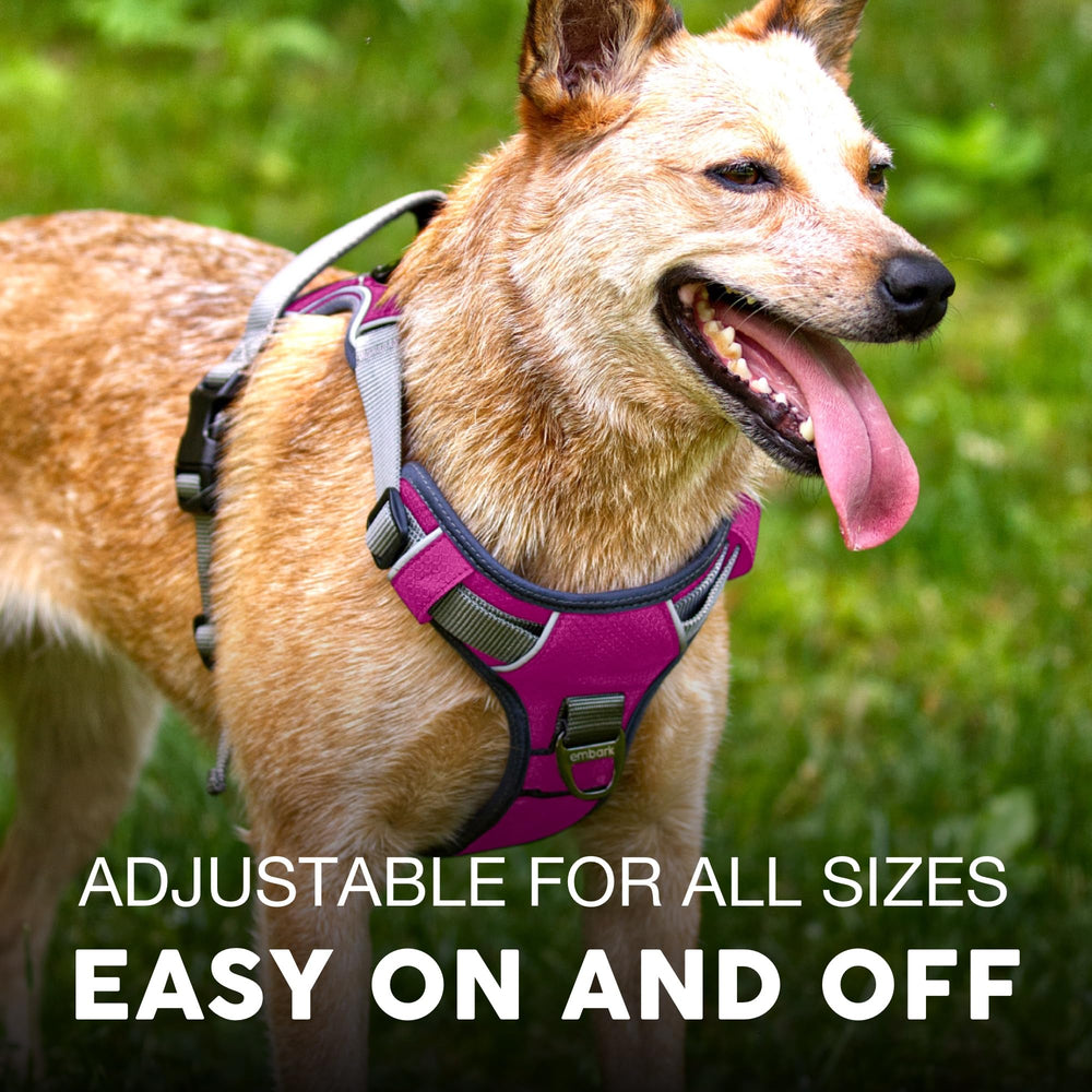 Embark Pets Adventure Harness in daylight shows reflective trim for safety.