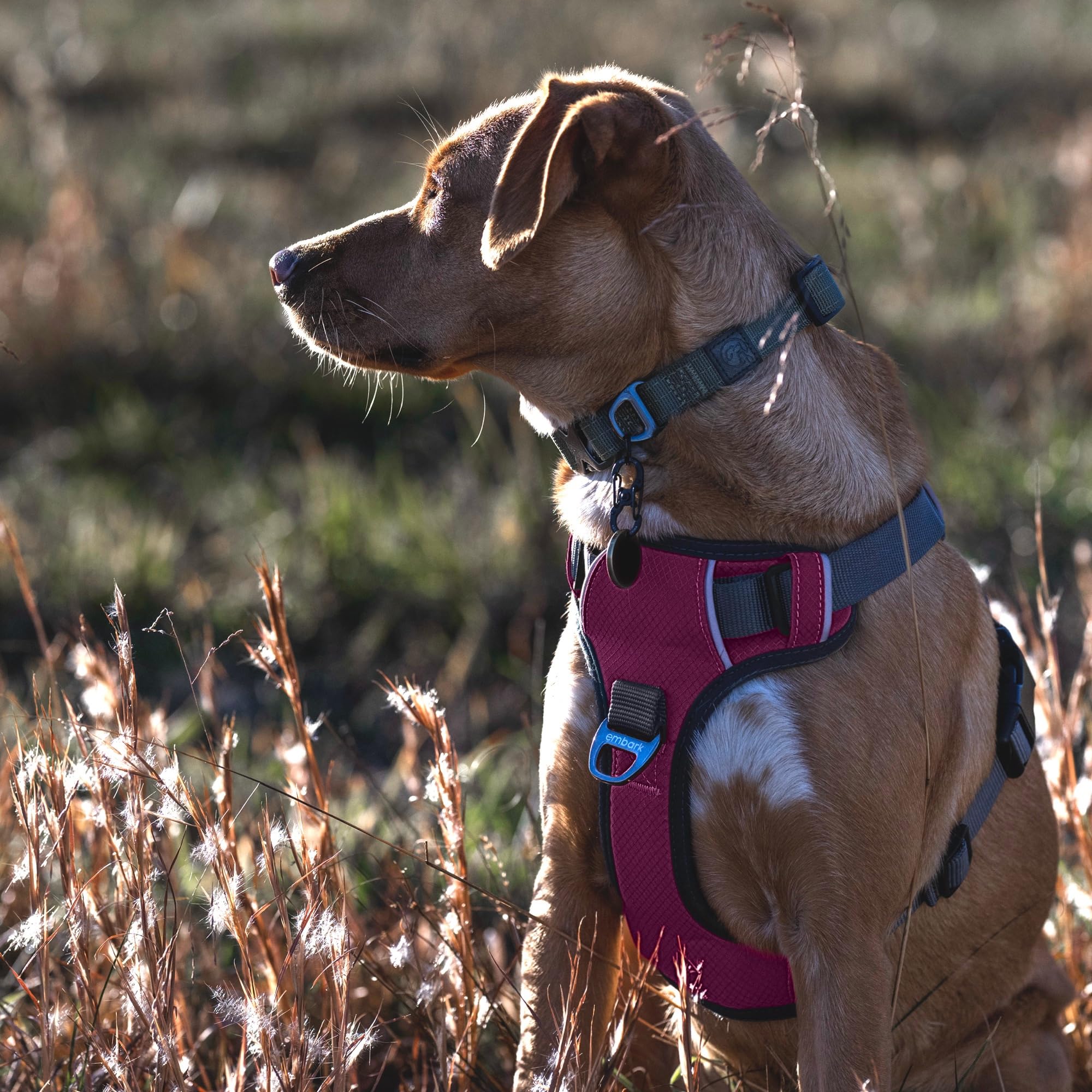 Embark Pets harness sizing guide for chest 26-31 inches.