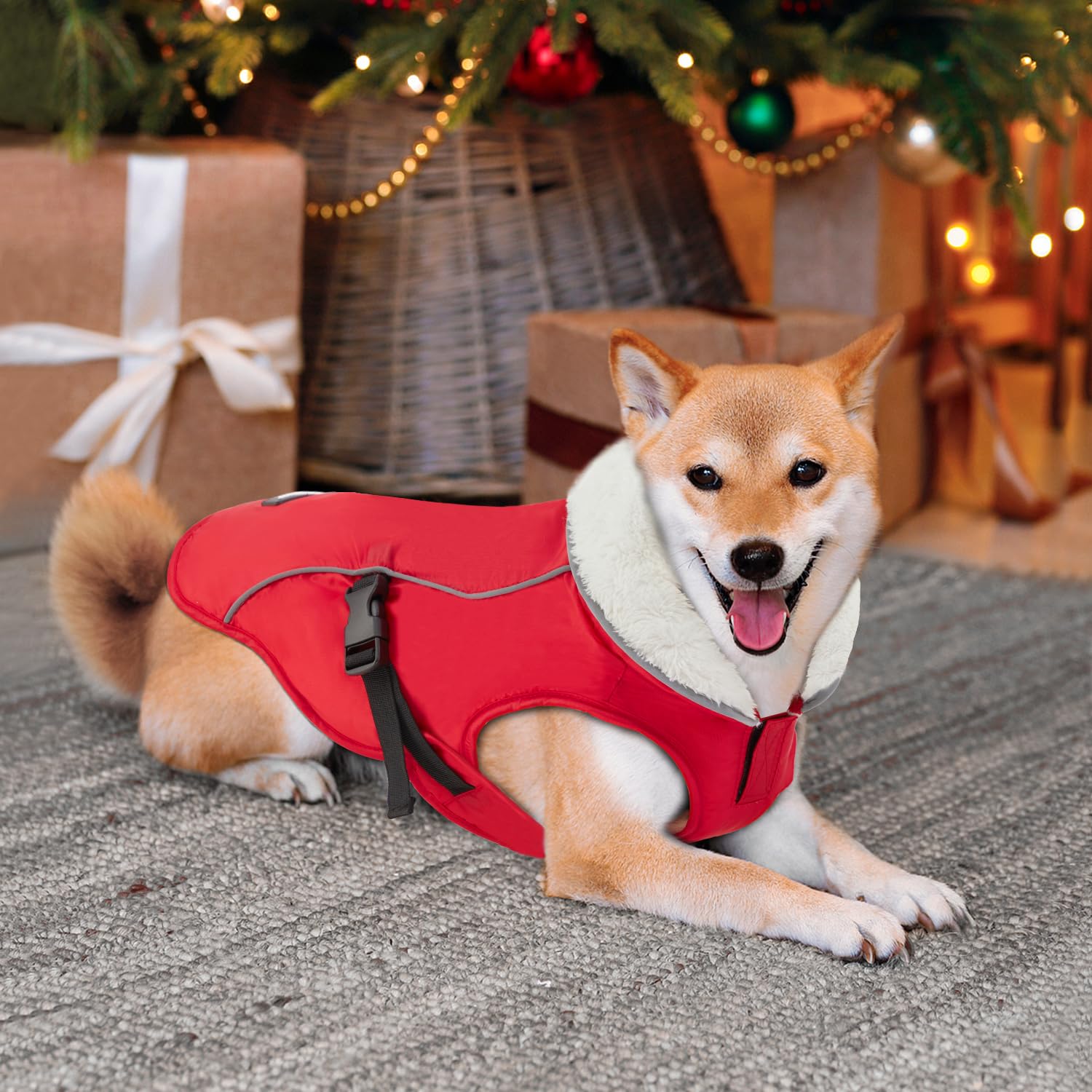 EMUST dog wearing coat during outdoor walk in cold weather.