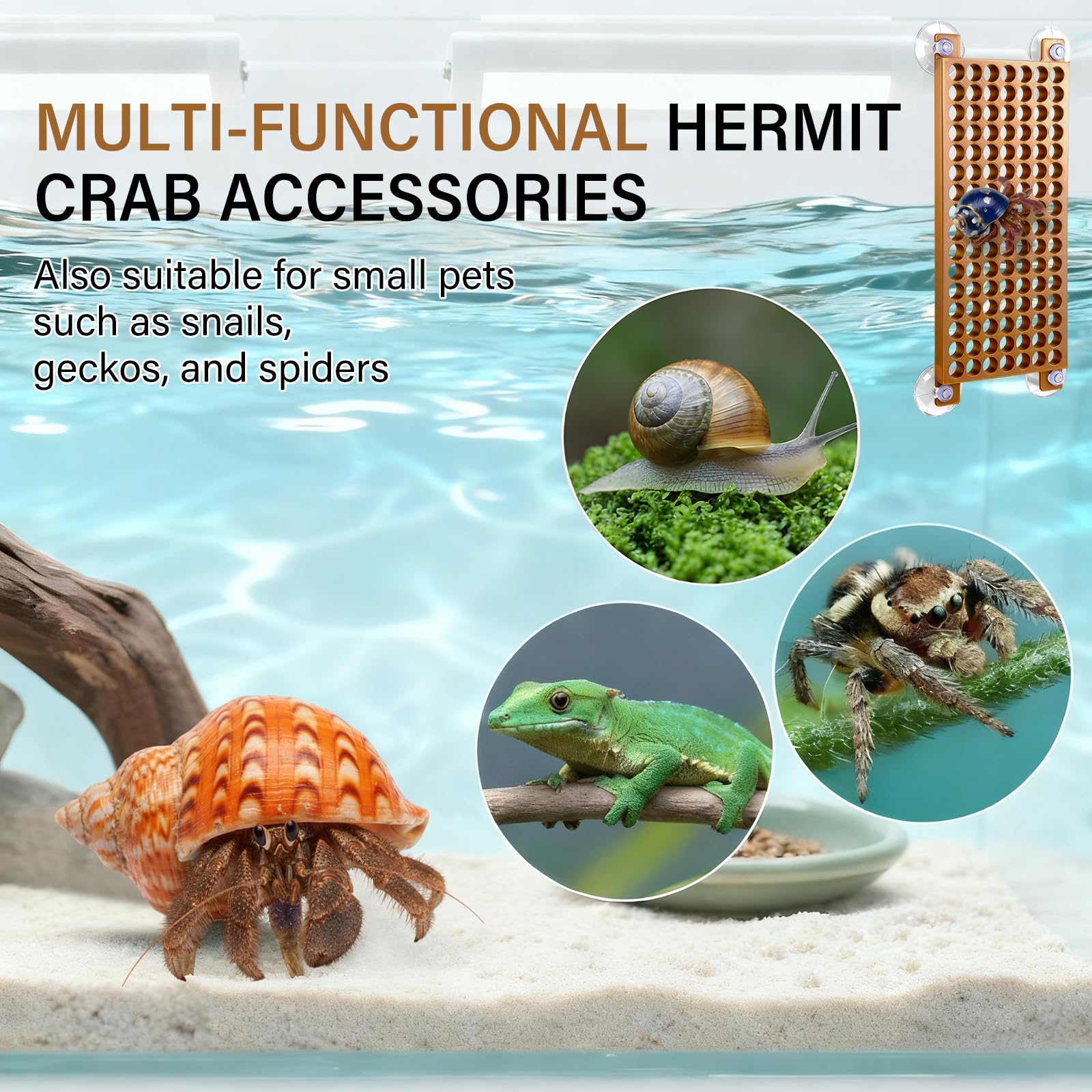 Enhon hermit crab tank decor ambience enhances habitat aesthetics and activity.