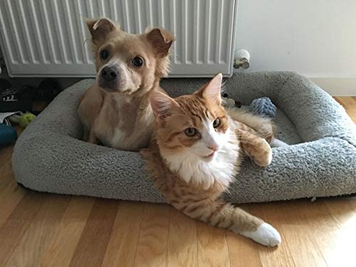 Enjoying Cat Mat Bed lanyard-carry enables easy hanging or transport