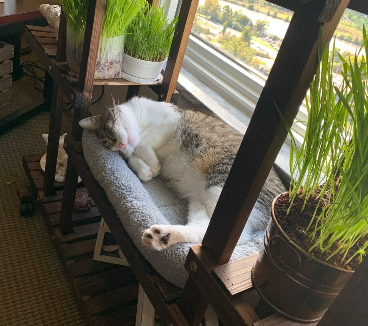 Enjoying Cat Mat Bed crate and carrier use for travel comfort.