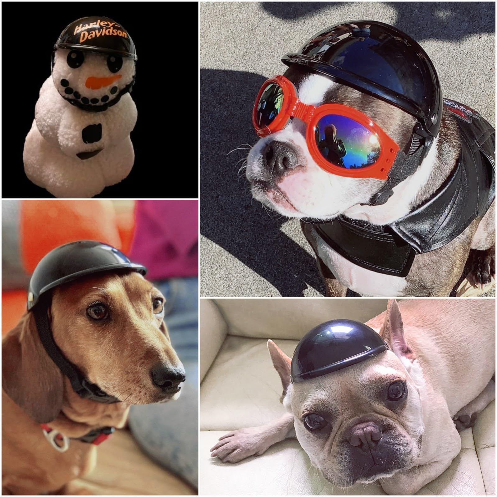 Enjoying dog helmet bulldog front view highlighting durable ABS shell