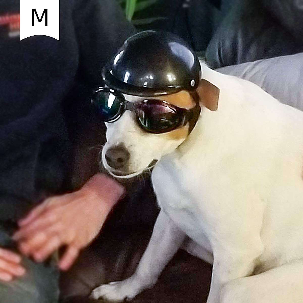 Enjoying dog helmet outdoor bike-fit on a small to medium breed
