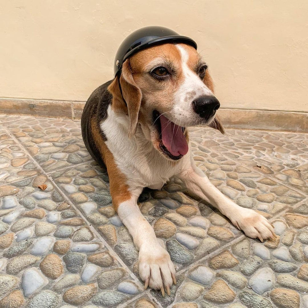 Enjoying dog helmet size-chart measurement guide for proper fit