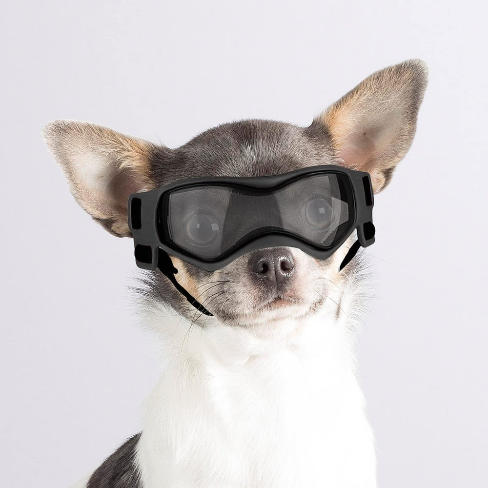 Enjoying dog sunglasses small breed with UV protection shields eyes during sunny walks