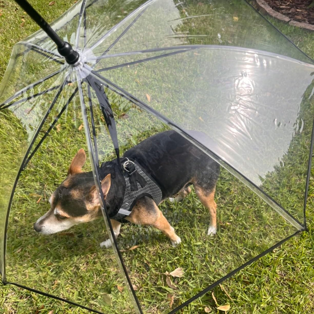 Enjoying dog umbrella walking-in-rain supports calm outings for pets.