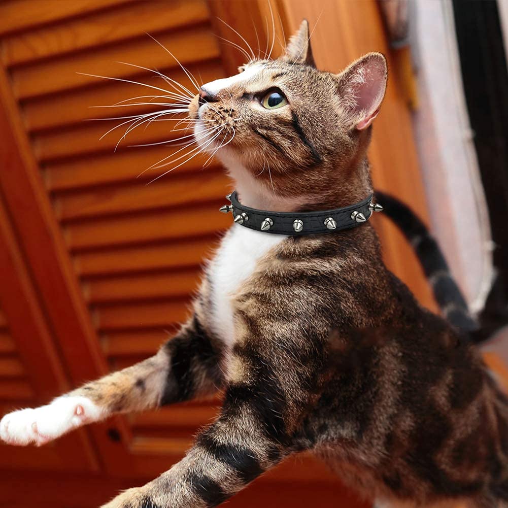 Enjoying spiked collar XS adjustable fit on small pets during walks