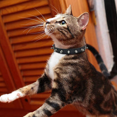 Enjoying spiked collar XS adjustable fit on small pets during walks