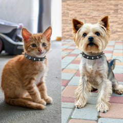 Enjoying spiked collar texture closeup highlighting microfiber leather finish