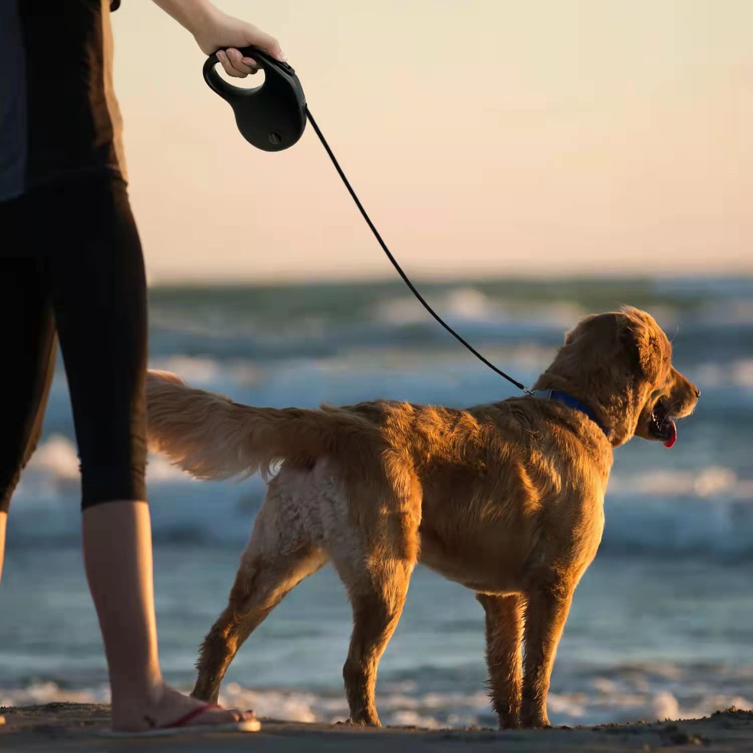 enrgticdg leash suitable for small to medium dogs up to 50lbs during outdoor use.