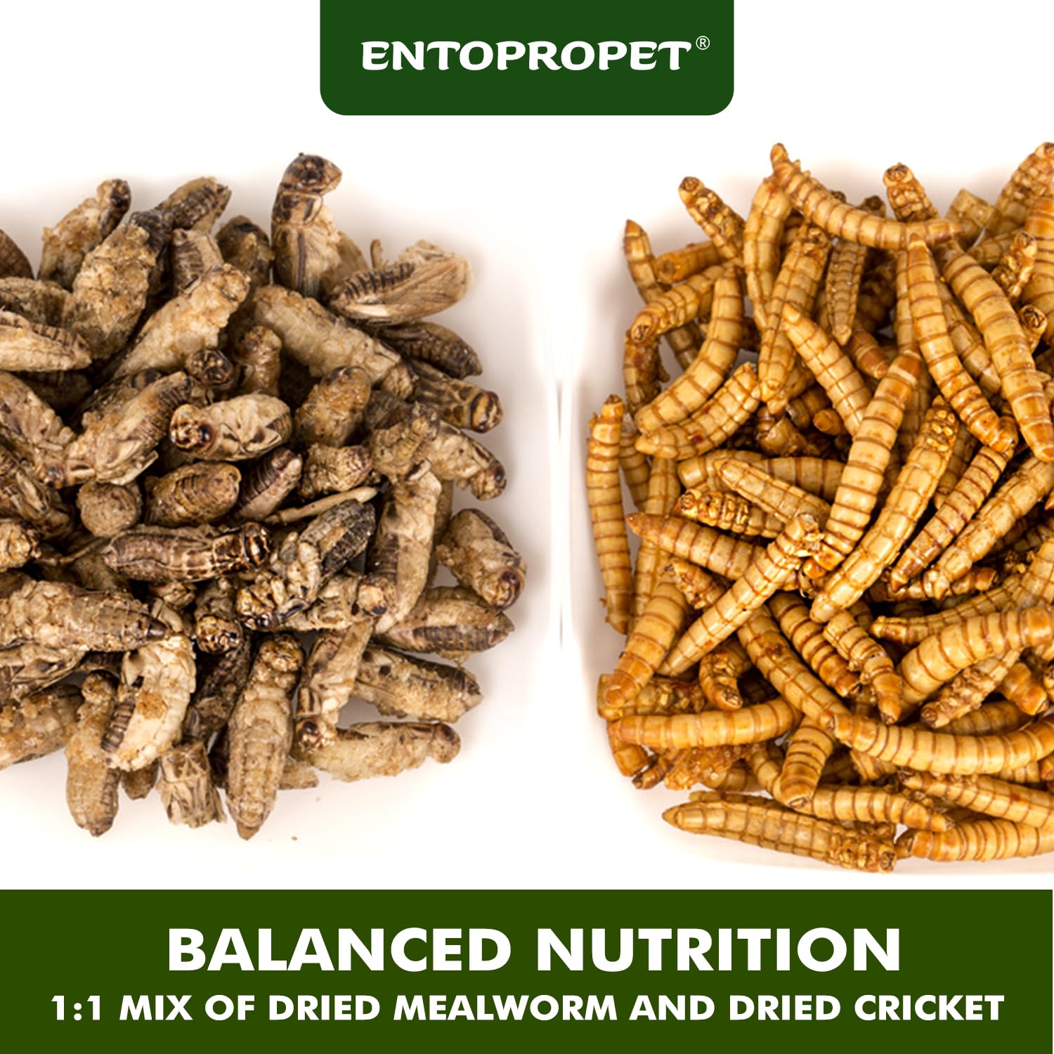 Entopropet bearded dragon snack time, easy-to-feed treat for enclosure.