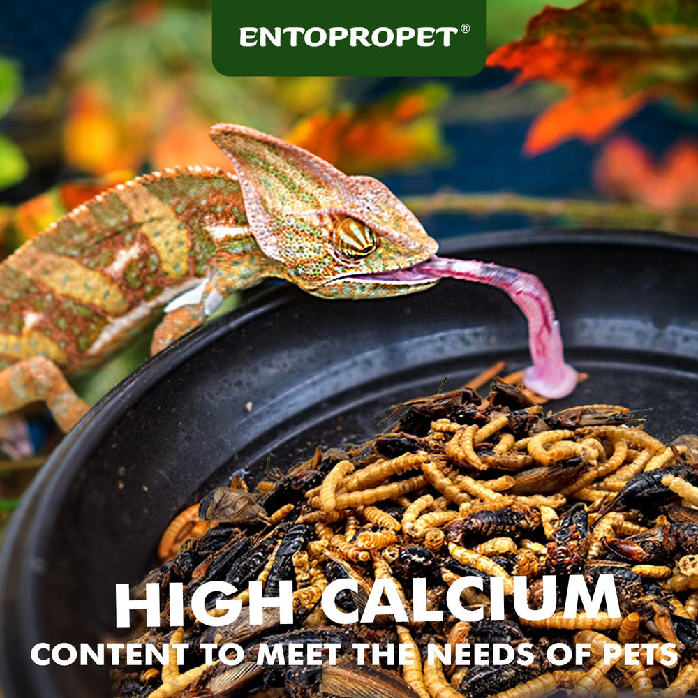 Entopropet dried crickets bowl snack, calcium-rich option for reptiles.