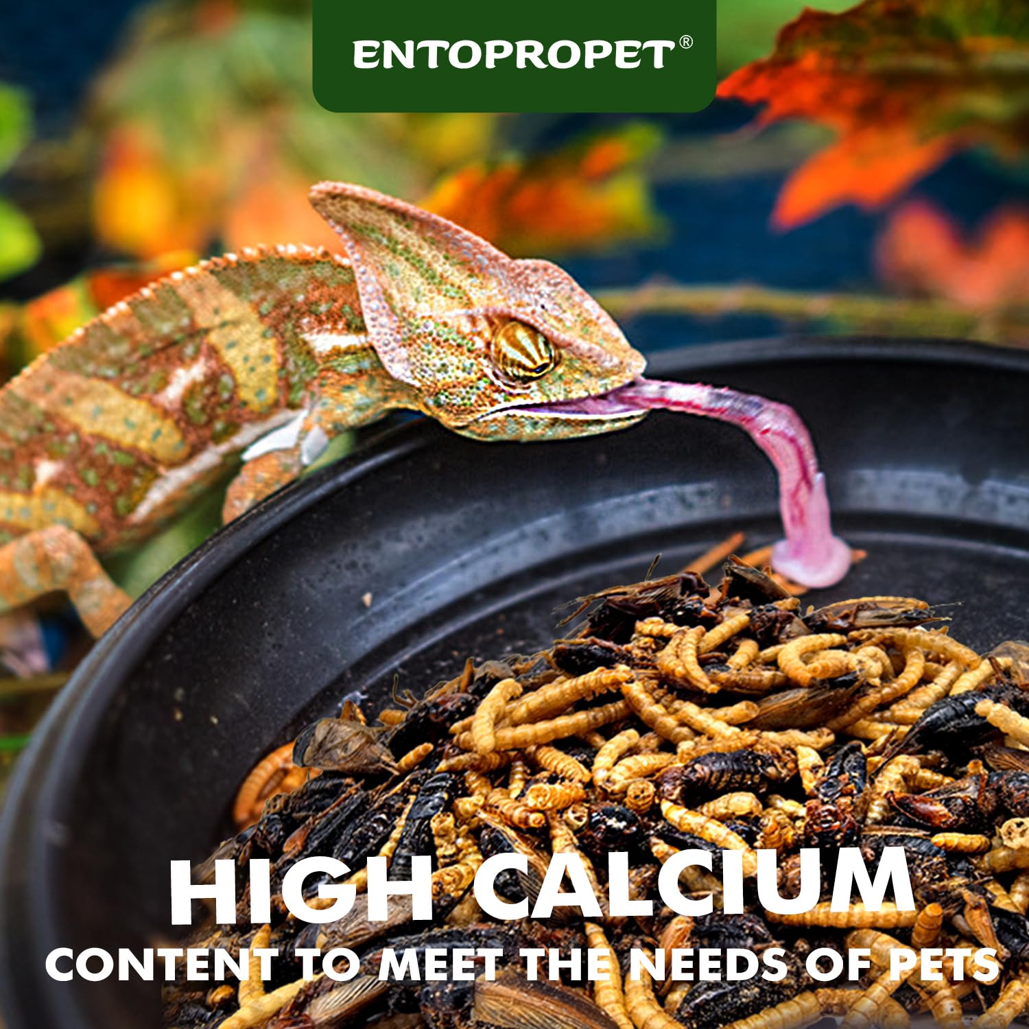 Close-up of Entopropet mealworms and crickets showing natural texture.