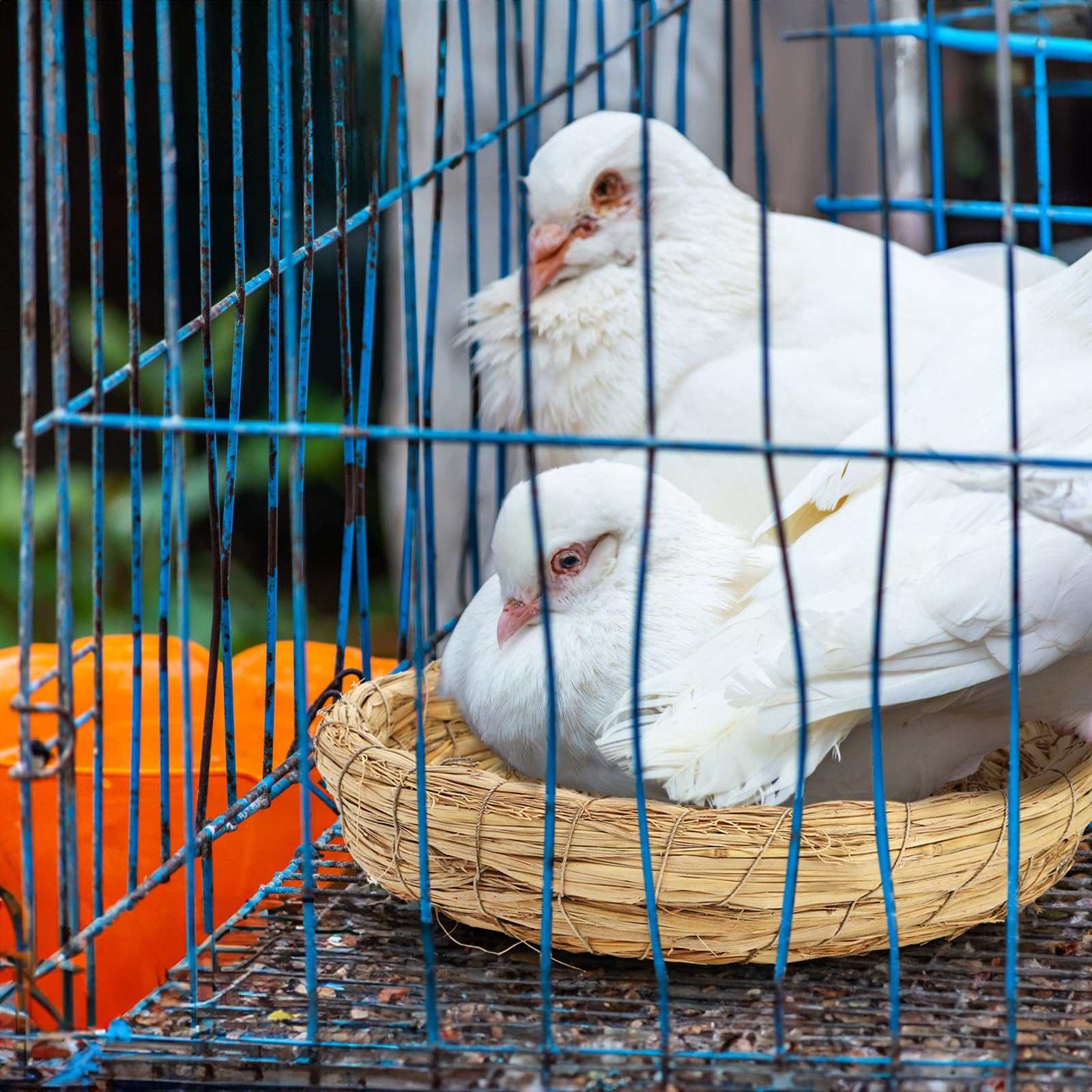 Eorbow dove pigeon parrot nest compatible with multiple bird species.