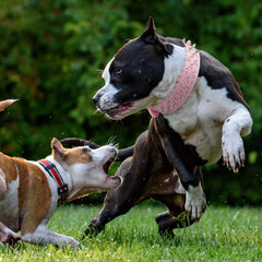 Epesiri wide-spiked dog collar on dog during play emphasizes bite-protection in rough interactions