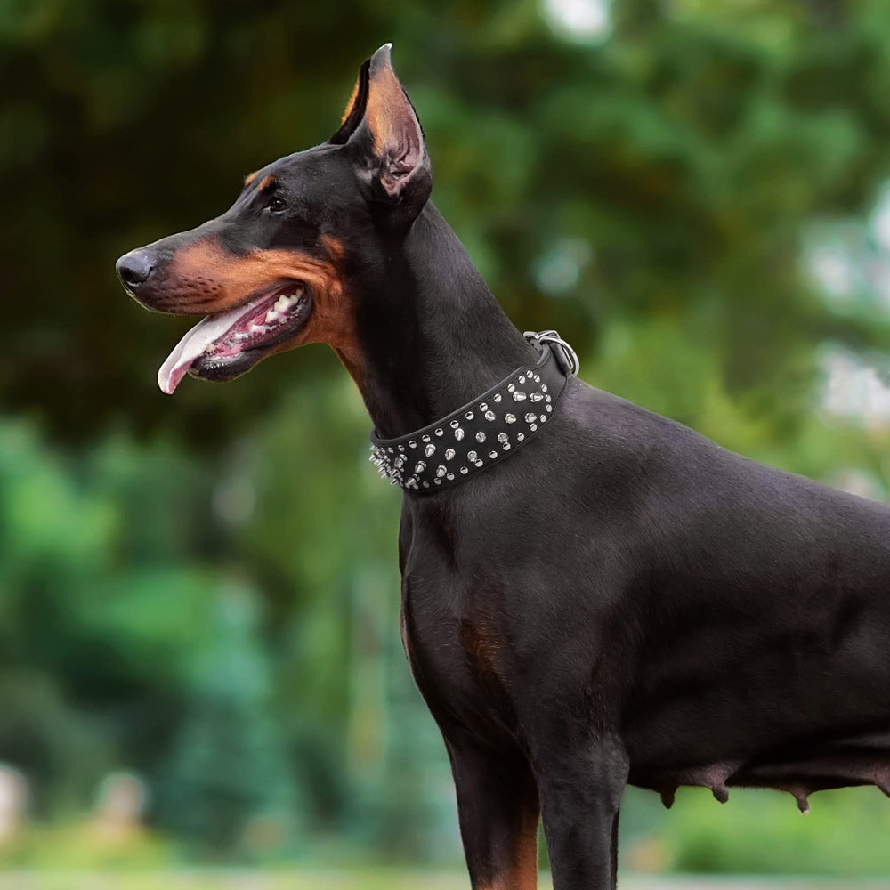 Epesiri D-ring leash attachment closeup reinforces secure leash compatibility for everyday walks