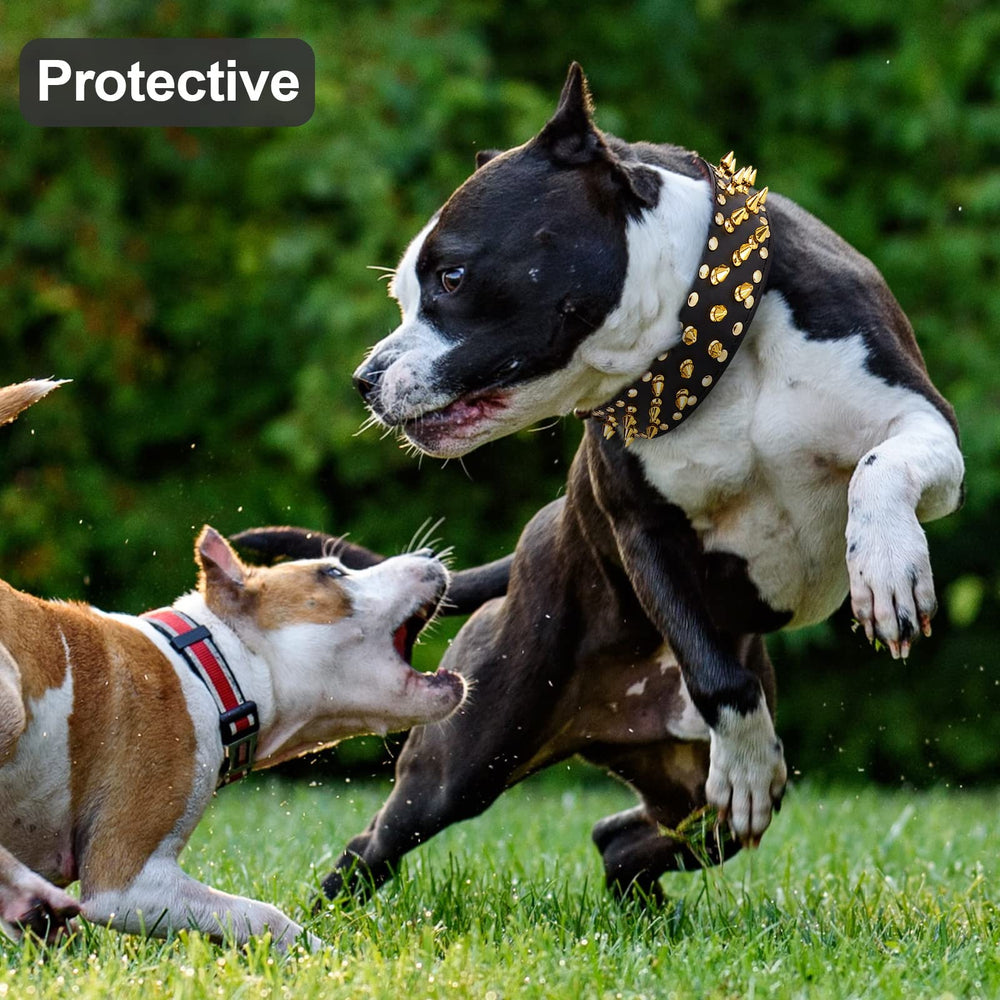 Epesiri wide gold spiked dog collar on dog demonstrates stylish fit for walks