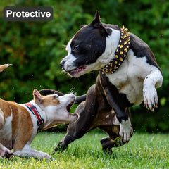 Epesiri wide gold spiked dog collar on dog demonstrates stylish fit for walks