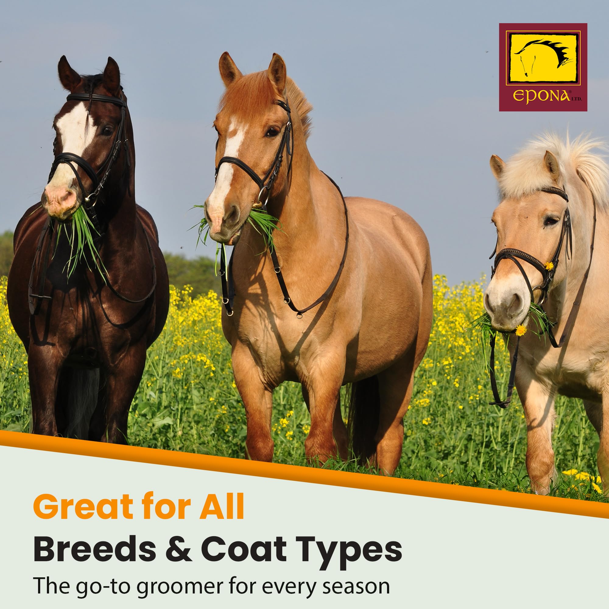 Epona Tiger’s Tongue White Markings Brightening shows clean, show-ready legs and patches.