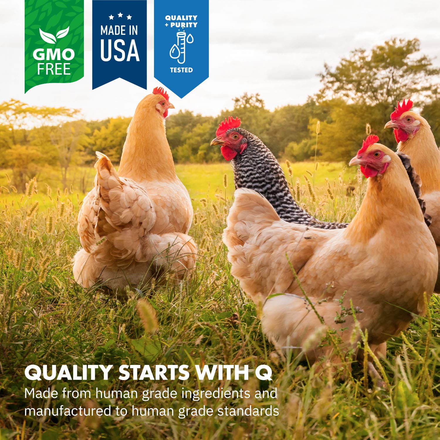 Equa Holistics HealthyGut digestive-system chickens photo demonstrates balanced gut health in poultry.