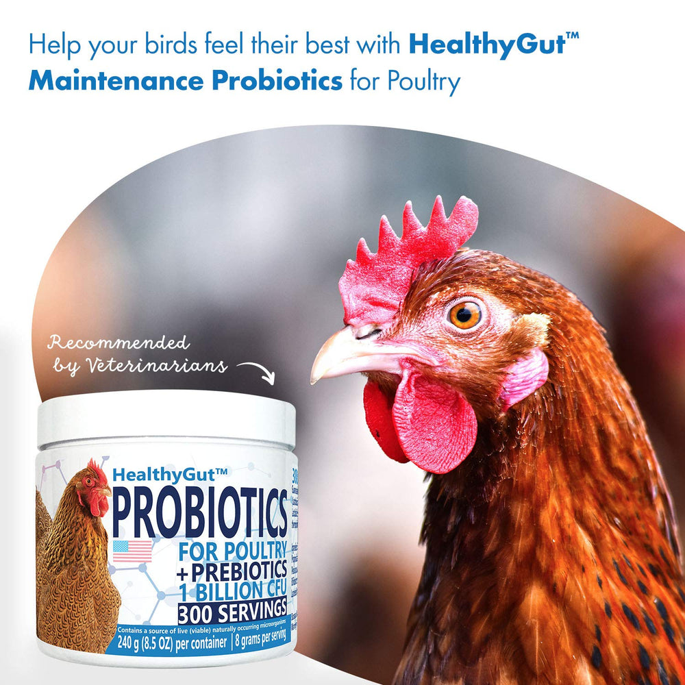 Equa Holistics HealthyGut egg-laying-support photo implies benefits for egg-producing birds.