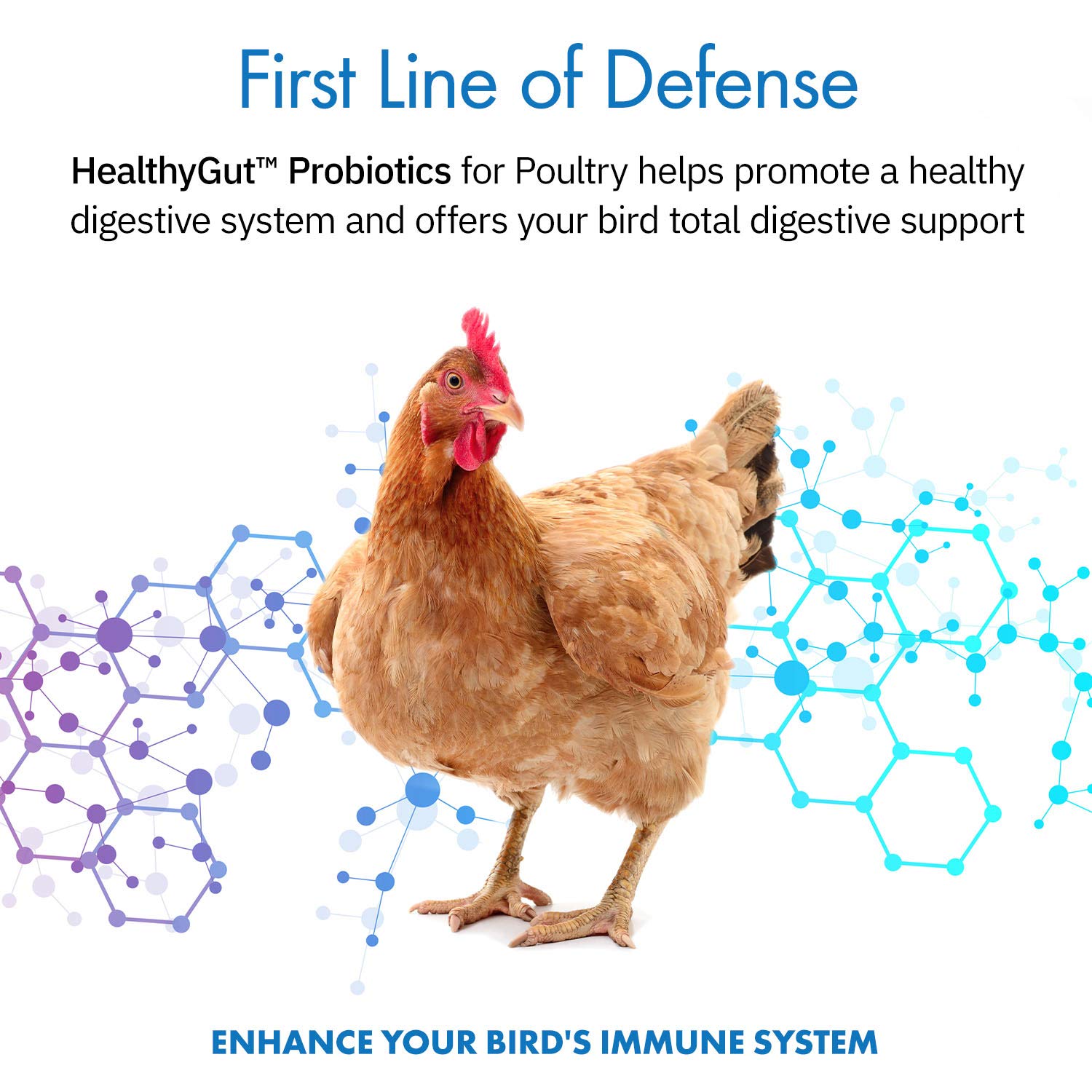 Equa Holistics HealthyGut probiotics scoop highlights simple daily dosing for chickens.