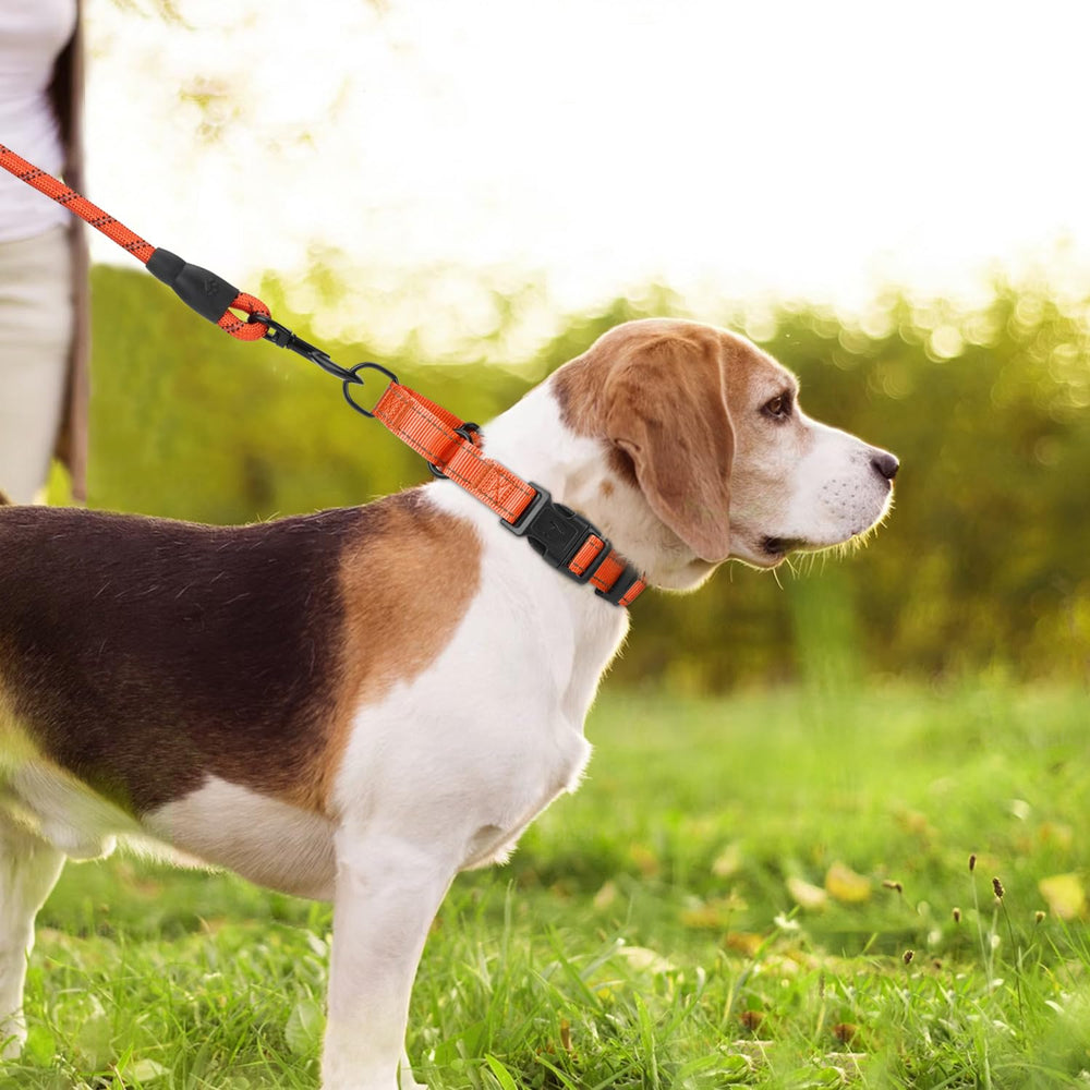 Erbine martingale collar adjustable sizes shown for secure fit across dogs.