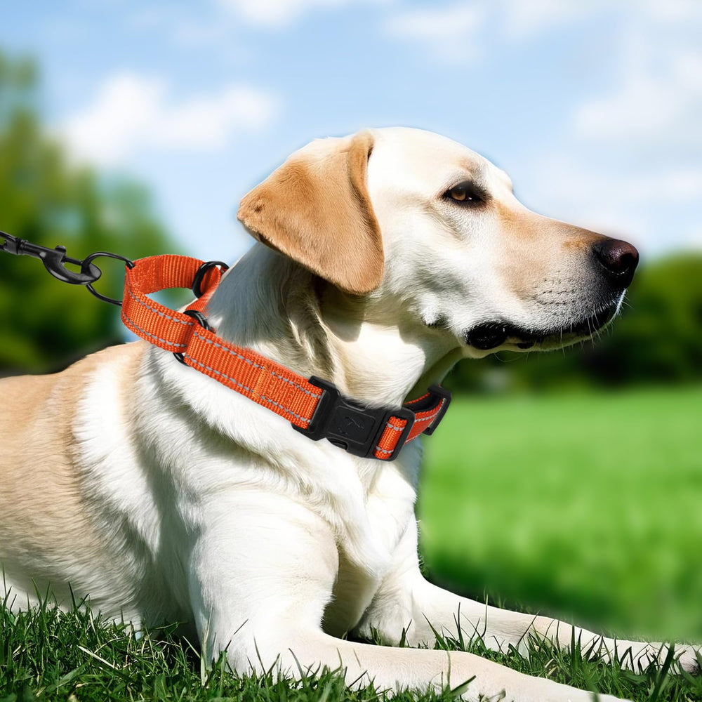 Erbine martingale collar quick-release buckle demonstrates safe, fast removal.
