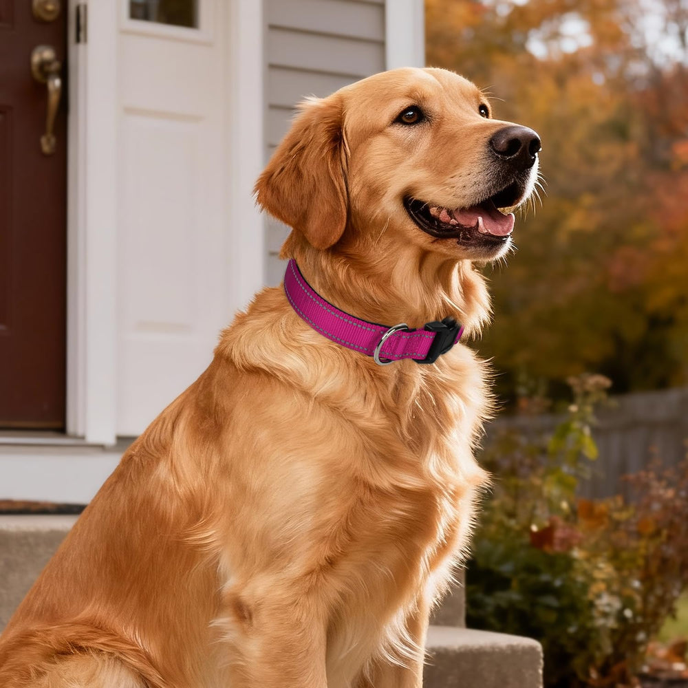 Erbine reflective dog collar heavy-duty D-rings for secure leash attachment.