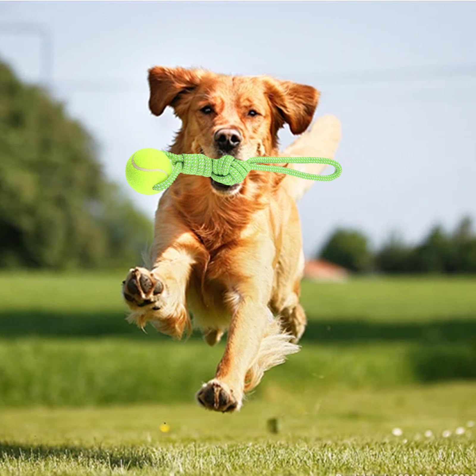 Erhalithegro tennis-ball dog toy adds grippable bite and fetch-ready fun.