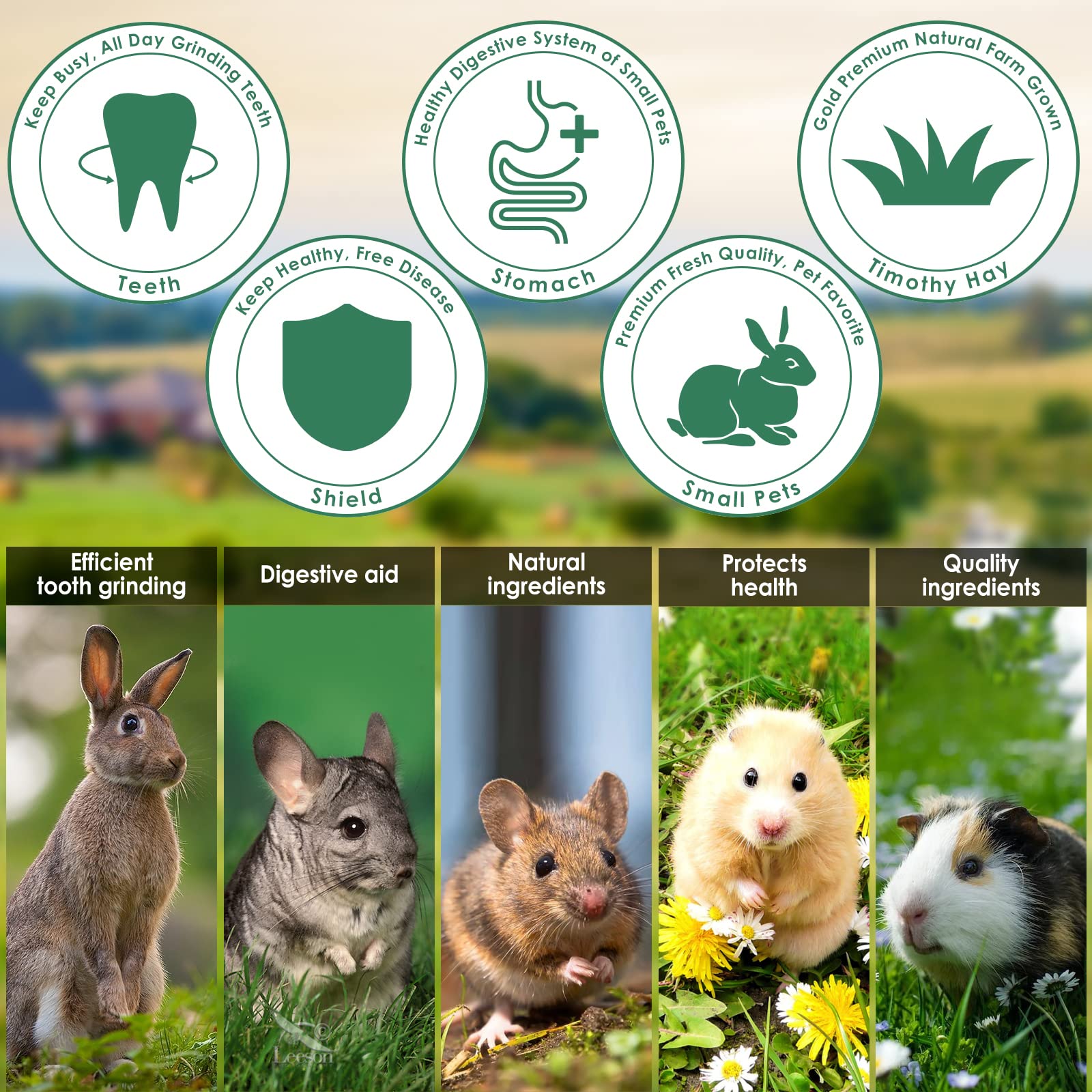 ERKOON Bonding playtime with small pets illustrates interactive enrichment moments.