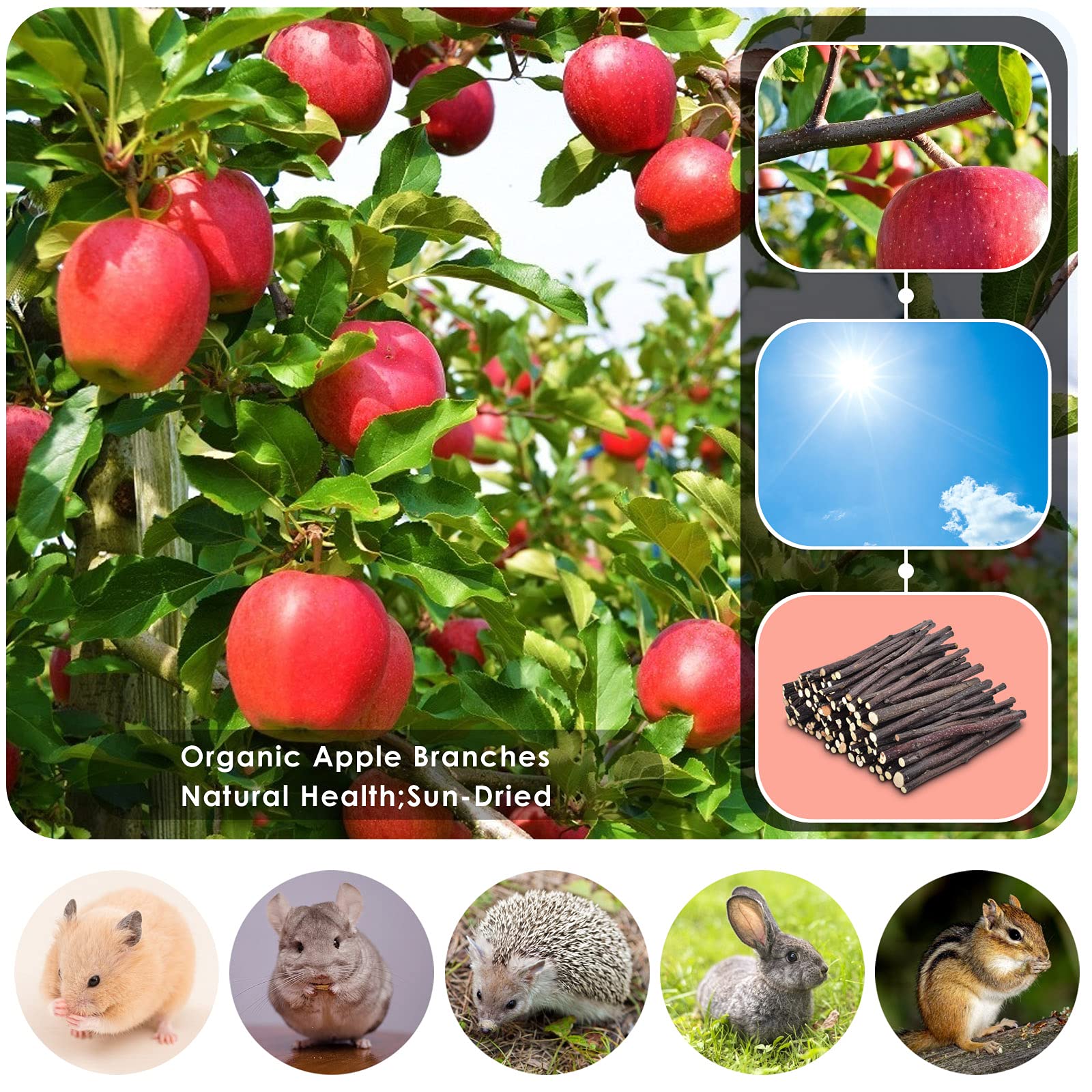A small animal chewing ERKOON apple sticks, satisfying natural gnawing instincts