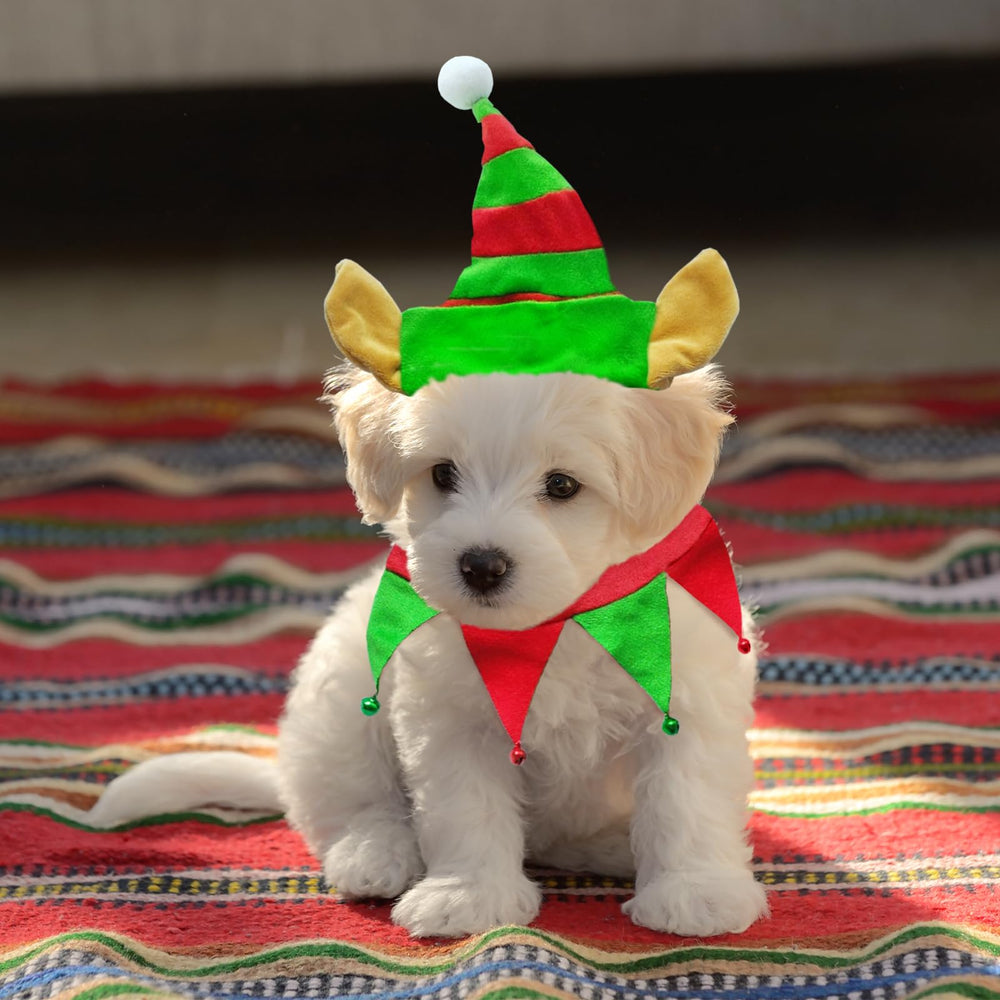 Estivaux PetGear Xmas Elf Costume-on-pet captures festive cosplay moments.